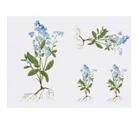 Azeeda 4 x 'Forget Me Not Flower' Temporary Tattoos - Water Resistant, Skin-Safe, Non-Toxic Transfers, Mixed Sizes (TO00105512)