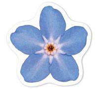 Azeeda 4 x 'Forget-Me-Not Flower' White Premium Vinyl Decal Stickers - Waterproof, Durable & Easy to Apply - Ideal for Car Bumpers, Windows, Bins and More - Small (50mm) (DW00030161)