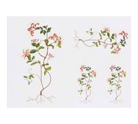 Azeeda 4 x 'Honeysuckle Flower ' Temporary Tattoos (TO00105510)