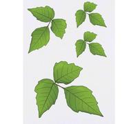 Azeeda 4 x 'Poison Ivy' Temporary Tattoos - Water Resistant, Skin-Safe, Non-Toxic Transfers, Mixed Sizes (TO00072242)