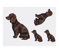 Azeeda 4 x 'Sprocker Spaniel' Temporary Tattoos - Detailed Brown Canine Side View Illustration - Water Resistant, Skin-Safe, Non-Toxic Transfers, Mixed Sizes (TO00044799)