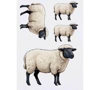 Azeeda 4 x 'Suffolk Sheep' Temporary Tattoos - Water Resistant, Skin-Safe, Non-Toxic Transfers, Mixed Sizes (TO00098120)