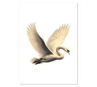 Azeeda A2 'Mute Swan Flying' Wall Poster/Print (PP00356149)
