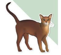 Azeeda 'Abyssinian Cat' Premium Vinyl Decal Sticker - Waterproof, Durable & Easy to Apply - Ideal for Cars, Windows, Bins and More - 720mm (XXL) (DW00162440)