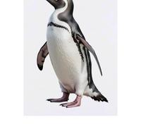 Azeeda 'African Penguin' Temporary Tattoo - Water Resistant, Skin-Safe, Non-Toxic Transfer (TO00098073)