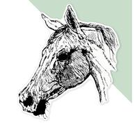 Azeeda 'Arabian Horse' Premium Vinyl Decal Sticker - Waterproof, Durable & Easy to Apply - Ideal for Cars, Windows, Bins and More - 720mm (XXL) (DW00154928)