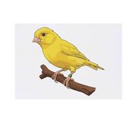 Azeeda 'Beautiful Yellow Canary' Temporary Tattoo - A6 (TO00098623)