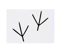 Azeeda 'Bird Foot prints' Temporary Tattoo - Water Resistant, Skin-Safe, Non-Toxic Transfer (TO00088541)