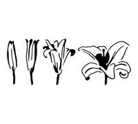 Azeeda 'Bloom Lily' Reusable Stencil - Durable Decorative Template for Painting and Spraying on Walls, Tiles, Wood, Fabric & Craft Projects - L (A4) (WS00057749)