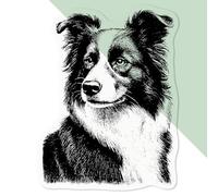 Azeeda 'Border Collie Portrait' Clear Premium Vinyl Decal Stickers - Waterproof, Durable & Easy to Apply - for Car Bumpers, Windows, Bins & More - Medium (100mm) (DC00142965)