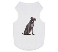 Azeeda 'Cane Corso' Pet Dog/Cat T-Shirt, XS (PT00099144)