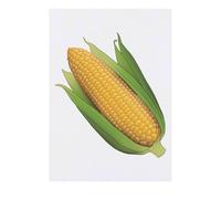 Azeeda 'Corn On The Cob' Temporary Tattoo - Water Resistant, Skin-Safe, Non-Toxic Transfer (TO00087049)