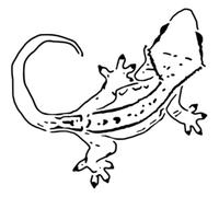 Azeeda 'Crested Gecko' Reusable Stencil - Durable Decorative Template for Painting and Spraying on Walls, Tiles, Wood, Fabric & Craft Projects - M (A5) (WS00043694)