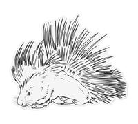 Azeeda Extra Large 720mm 'Porcupine' Clear Static Window Cling Sticker/Decal (Black) (WC00149775)