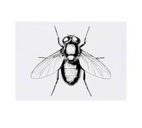 Azeeda 'Fly Top View' Temporary Tattoo - Water Resistant, Skin-Safe, Non-Toxic Transfer (TO00087703)