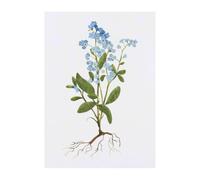 Azeeda 'Forget Me Not Flower' Temporary Tattoo - Water Resistant, Skin-Safe, Non-Toxic Transfer (TO00105513)