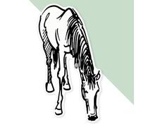 Azeeda 'Grazing Horse' Premium Vinyl Decal Sticker - Waterproof, Durable & Easy to Apply - Ideal for Cars, Windows, Bins and More - 720mm (XXL) (DW00155990)