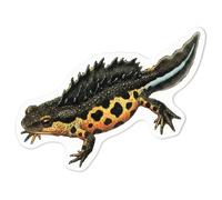 Azeeda 'Great Crested Newt Salamander' White Premium Vinyl Decal Sticker - Waterproof, Durable & Easy to Apply - for Car Bumpers, Windows, Bins & More - Medium (100mm) (DW00187390)