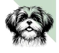 Azeeda 'Happy Shih Tzu Dog' Clear Sticker Decal - Waterproof Film for Windows, Cars, Walls & Crafts, Large (210mm) (DC00138202)