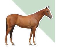Azeeda 'Horse' Premium Vinyl Decal Sticker - Waterproof, Durable & Easy to Apply - Ideal for Cars, Windows, Bins and More - 720mm (XXL) (DW00156469)