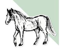 Azeeda 'Horse' Premium Vinyl Decal Sticker - Waterproof, Durable & Easy to Apply - Ideal for Cars, Windows, Bins and More - 720mm (XXL) (DW00157770)