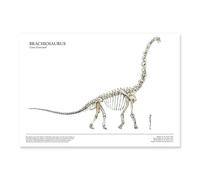 Azeeda Human & Dinosaur Skeleton Size Comparison Poster/Brachiosaurus A3