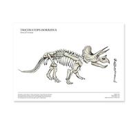 Azeeda Human & Dinosaur Skeleton Size Comparison Poster/Triceratops A4