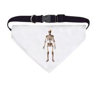 Azeeda Large 'Human Skeleton' Dog/Cat/Pet Bandana (PD00080488)