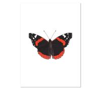 Azeeda 'Red Admiral Butterfly' Wall Art Poster Print - Unframed Artwork for Home Decor - A3 Portrait (PP00031587)