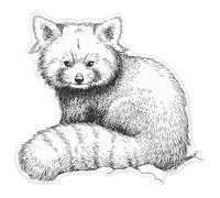 Azeeda 'Red Panda Portrait' White Premium Vinyl Decal Sticker - Waterproof, Durable & Easy to Apply - for Car Bumpers, Windows, Bins & More - XXL (720mm) (DW00175354)