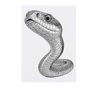 Azeeda 'Snake Close Up' Temporary Tattoo - Water Resistant, Skin-Safe, Non-Toxic Transfer (TO00102169)