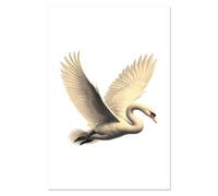 Azeeda Super A1 'Mute Swan Flying' Wall Poster/Print (PP00356150)