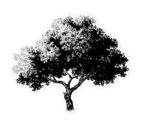 Azeeda 'Vintage Tree' Clear Premium Vinyl Decal Stickers - Waterproof, Durable & Easy to Apply - for Car Bumpers, Windows, Bins & More - Large (210mm) (DC00163718)