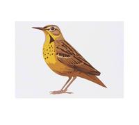 Azeeda 'Yellow Bird with Brown Spots' Temporary Tattoo - Water Resistant, Skin-Safe, Non-Toxic Transfer (TO00096745)