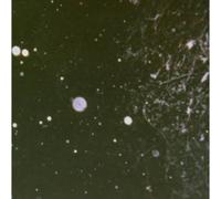 Azrael - Into Shadows Act II: Through Horned Shadows Glimpse