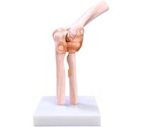 B1Ligament Model Elbow Joint Model for Research Display Teaching Medical Model Human Torso Anatomy Model