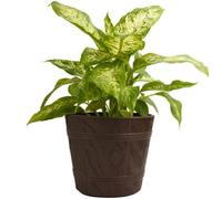 B2C Barrel Planter Flower Pot Wood Effect Plastic Round Indoor Outdoor Garden Tub 1.3L (D15Cm H13Cm) Brown