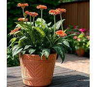 B2C Barrel Planter Flower Pot Wood Effect Plastic Round Indoor Outdoor Garden Tub 1.3L (D15Cm H13Cm) Terracotta