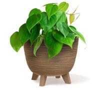 B2C Bowl Planter Plant Pot with Legs Oval Flower Modern Decorative FURU Indoor 4 Colours Modern Elegant Plqastic Matt Finish Textured Home Office Balcony Lightweight (Wood, 23.6cm)