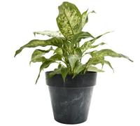 B2C Classic Flower Pot Planter Concrete Effect Round Plastic Cover Indoor Outdoor 1.2L (D14Cm X H12.5Cm) Black Concrete