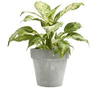 B2C Classic Flower Pot Planter Concrete Effect Round Plastic Cover Indoor Outdoor 4.5L (D22Cm X H19.4Cm) Light Concrete