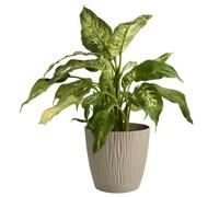 B2C Flower Pot Planter Round Plastic Wave Textured Flowerpot With Saucer Modern D28.2Cm H26Cm Mocca
