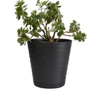 B2C Flower Pots 6 Colours 8 sizes Matt Plastic Plant Pots Planter + Saucer Tray Deco (Black, 25 cm)