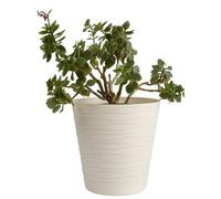 B2C Flower Pots 6 Colours 8 sizes Matt Plastic Plant Pots Planter + Saucer Tray Deco (Ecru, 21 cm)