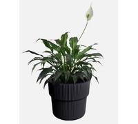 B2C Flowerpot Ridged Planter With Insert Indoor Outdoor Modern Elegant & Stylish W29.9Cm X H28.5Cm Anthracite