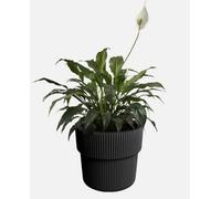 B2C Flowerpot Ridged Planter With Insert Indoor Outdoor Modern Elegant & Stylish W29.9Cm X H28.5Cm Carbon