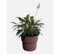 B2C Flowerpot Ridged Planter With Insert Indoor Outdoor Modern Elegant & Stylish W29.9Cm X H28.5Cm Marsala