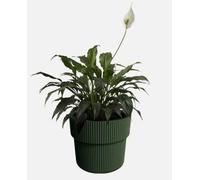 B2C Flowerpot Ridged Planter With Insert Indoor Outdoor Modern Elegant & Stylish W29.9Cm X H28.5Cm Pine Green