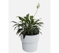B2C Flowerpot Ridged Planter With Insert Indoor Outdoor Modern Elegant & Stylish W39Cm X H37Cm White