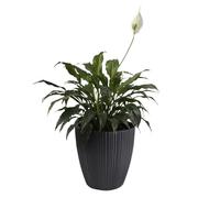 B2C Flowerpot Ridged Planter with removable insert Indoor Outdoor Modern Vertical grooves textured for home office patio garden decoration (Dark Grey, W40cm x H40cm)